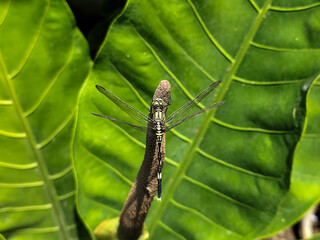 Dragonflies are flying insects that belong to the infraorder Anisoptera under the order Odonata. Dragonflies perch on plants.