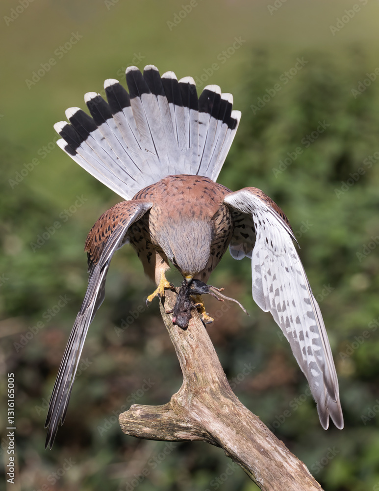 Poster a close up of a kestrel perched on a branch. Its wings are spread and tail up to protect its meal from other predators