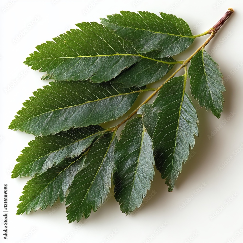 Poster the pinnately compound leaf of a green ash tree features multiple leaflets that are oppositely arran