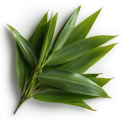 Obraz premium The natural beauty of Pandanus amaryllifolius leaves with their verdant color creates an aromatic atmosphere ideal for wellness, spa, and botanical compositions