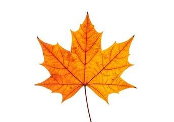 Fototapeta premium Isolated Maple Leaf Displaying Autumn Colors, Veins and Detail on White