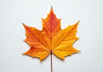 Fototapeta premium Single Maple Leaf in Autumn Colors on White Background