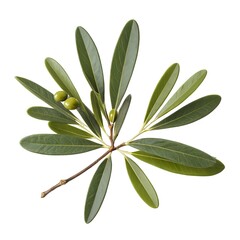 Obraz premium Green Olive Branch with Fruits Isolated on White