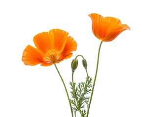 Obraz premium Two Orange California Poppies on White Background