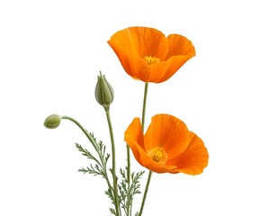 Two Orange California Poppies with Buds
