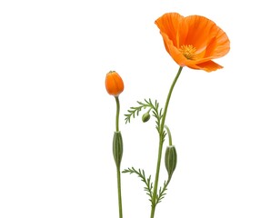 Obraz premium Single Orange Poppy Flower with Buds