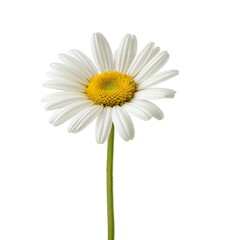 Single Chamomile Flower on White Background