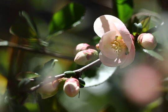 華やかに咲く