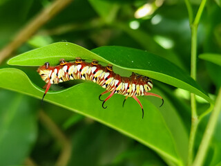 Close-up view of Blue Striped Crow caterpillar. Euploea mulciber caterpillar on a leaf, beautiful patterned caterpillar with striking horns.