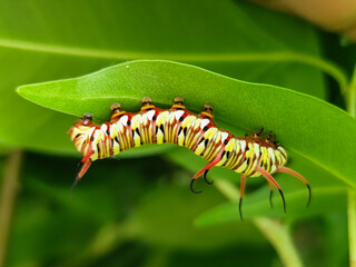 Close-up view of Blue Striped Crow caterpillar. Euploea mulciber caterpillar on a leaf, beautiful patterned caterpillar with striking horns.