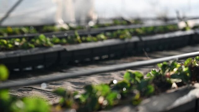 Drip irrigation system waters young strawberry plants in controlled agricultural environment with visible water droplets ensuring precise hydration, optimizing water usage and plant grow.