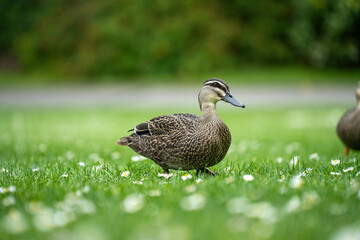 ducks in a park on a pond and on grass
