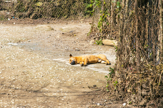 a sleeping dog in the street