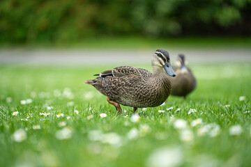 ducks in a park on a pond and on grass
