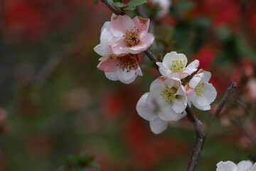 Obraz premium 華やかに咲く
