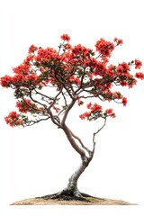 Obraz premium Photo of an azalea bonsai tree with bright red flowers isolated on white backgroun