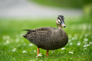 ducks in a park on a pond and on grass