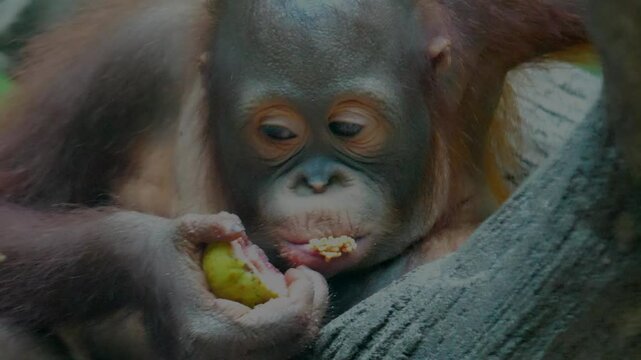 baby pongo eating a guava