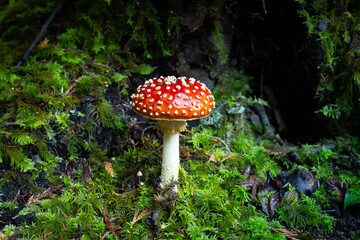 Red magic mushroom (amanita muscaria) in mossy forest