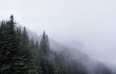 Evergreen Forest Covered in Fog - Olympic National Park