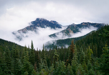 Fog Blankets Evergreen Forest on Hurricane Ridge