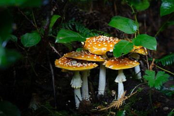 Yellow Mushrooms (amanita muscaria) nestled in damp forest