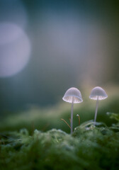 Miniature white translucent mushrooms on moss