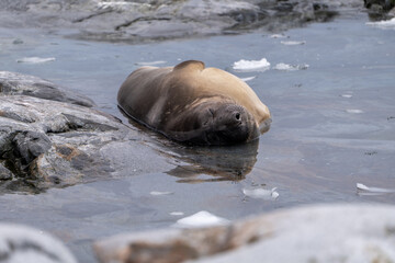 Female elephant seal lying in the waer. Antarctica. Mirounga leo