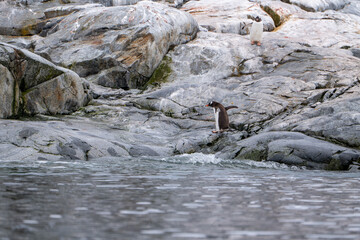 Gentoo penguins in Antarctica. Wild nature