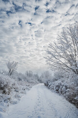 Beautiful snow covered trees lining wooded trail on winter day.