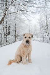 Obraz premium Fluffy dog sitting on snow covered wooded trail on winter day.