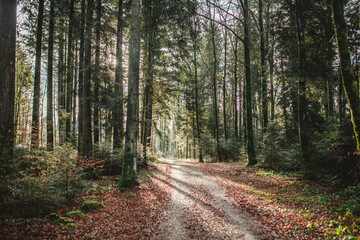 A path through the forest with long shadows