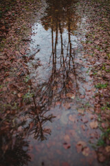 Obraz premium A tree reflected in a puddle in the forest