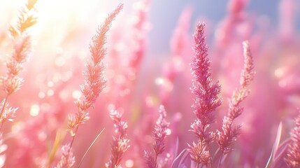 Pink grass swaying in sunlit meadow