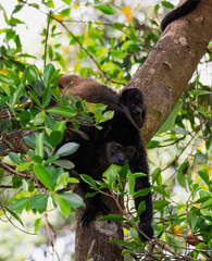 Howler monkey with baby eating leaves in a tree in Costa Rica.