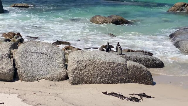 African Penguins on Boulders Beach
