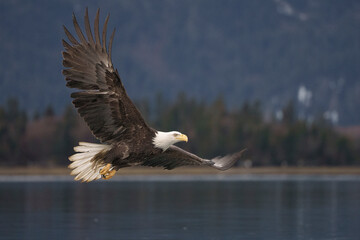 Bald Eagle Soaring Over Water With Forested Background
