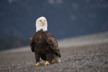 Bald Eagle Standing in Natural Environment on Rocky Terrain