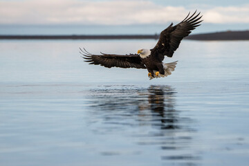 Majestic Bald Eagle Skimming Water Surface, Ready to Catch Prey