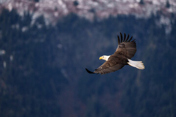 Bald Eagle Soaring Over a Forested Mountain Region in Winter