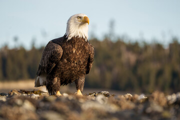 Bald Eagle Posed Majestically on Rock Against Forested Backgroun
