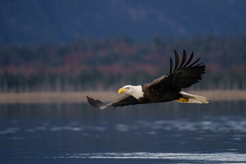 Majestic Bald Eagle Soaring Over Serene Lake in Natural Habitat