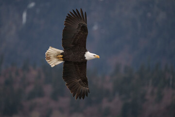 Close-Up of a Bald Eagle Soaring Against a Forested Background