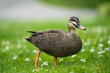 ducks in a park on a pond and on grass