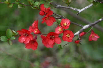 華やかに咲く