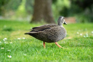 ducks in a park on a pond and on grass
