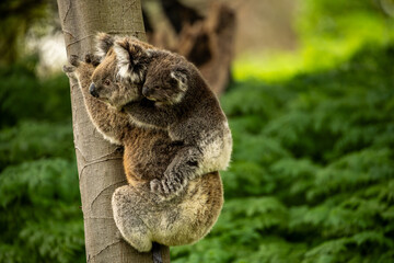 A baby australian koala (Phascularctos cinereous) being carried by its mother. In the wild.	