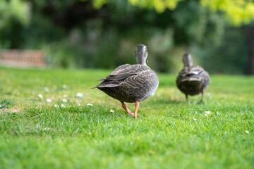 ducks in a park on a pond and on grass