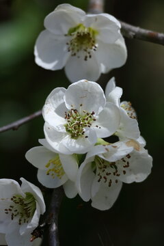 華やかに咲く