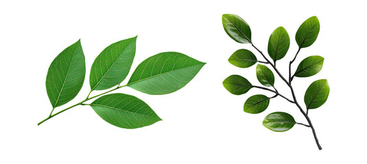 Fototapeta premium A green leafy branch with slender isolated on transparent background 